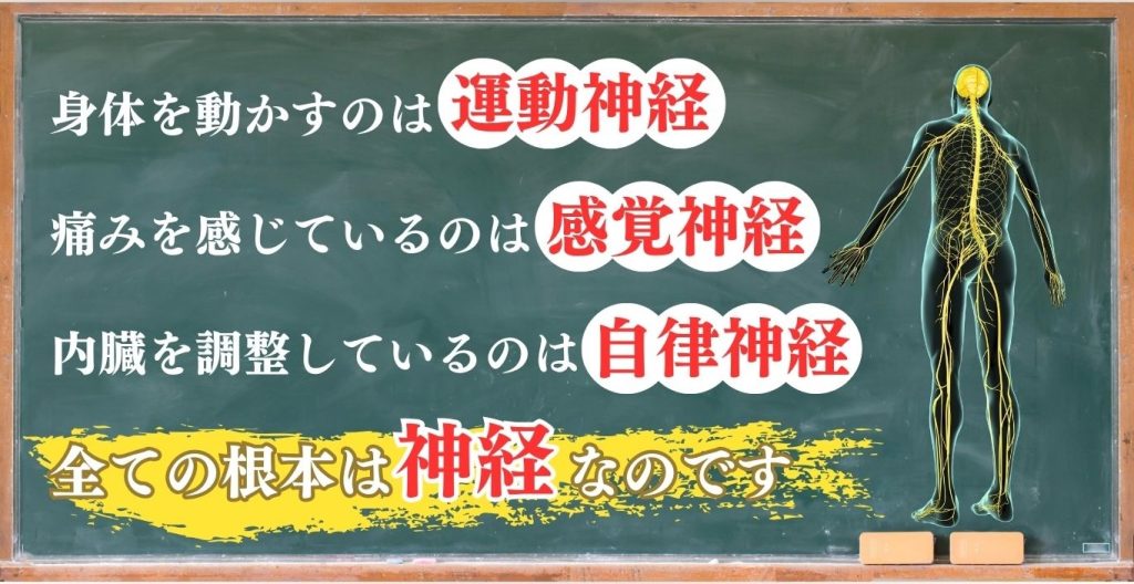 神経と整体の説明画像